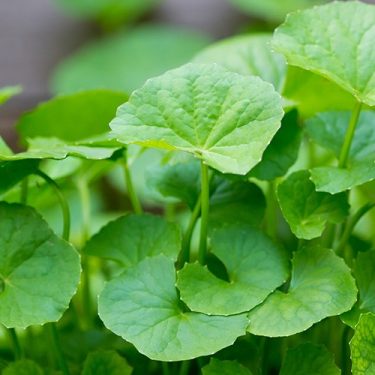 Gotu Kola (Sentella Asiyatika) Gotu Kolanın Selülit Azaltmadaki Etkileri